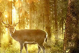 Outdoor Schuhe Anforderungskategorie Jagd