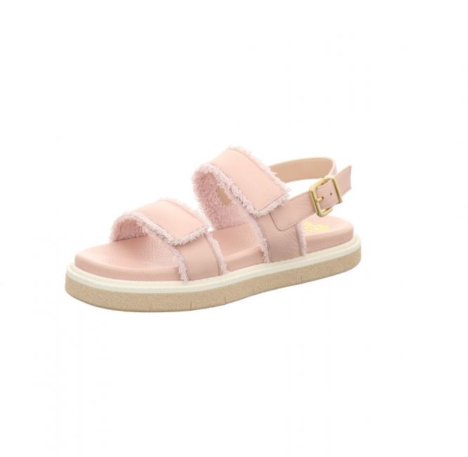 Trumans 9559 rose