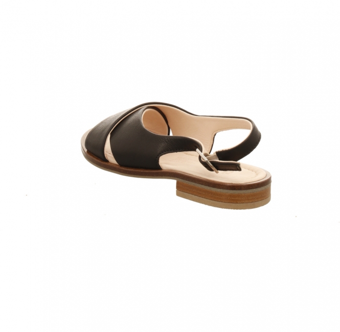 Preview: Werner Surfinia schwarz