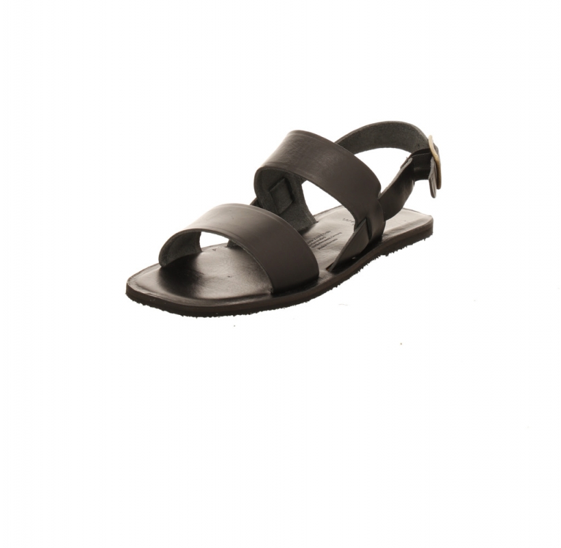 Werner Hortensie schwarz