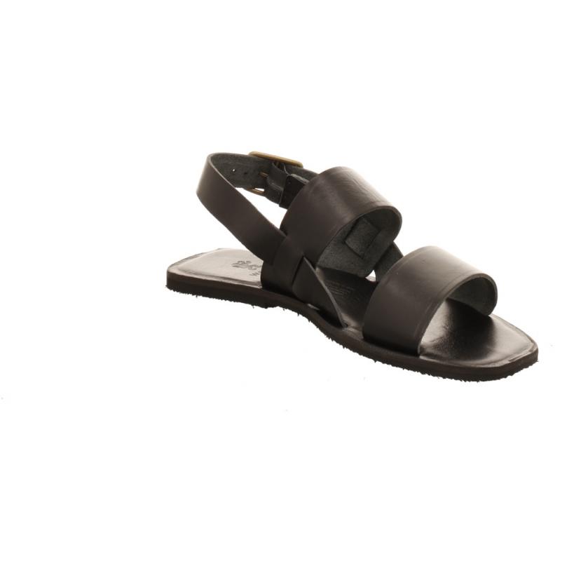 Werner Hortensie schwarz